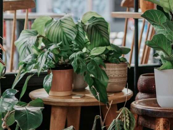 Verschillende Planten